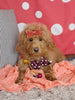 F1B Cockapoo For Sale Sugarcreek OH Female-Buttercup