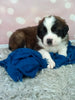 AKC Registered Saint Bernard For Sale Sugarcreek OH Male-Ruger