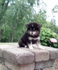 Pomsky For Sale Holmesville OH Female-Mindy