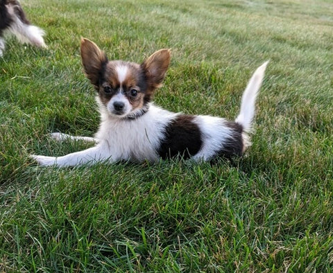 ICA Registered Papillon For Sale Millersburg OH Female-Kelly