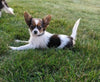 ICA Registered Papillon For Sale Millersburg OH Female-Kelly