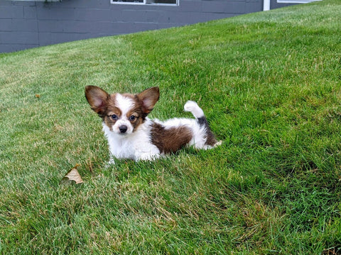 ICA Papillon For Sale Millersburg OH-Frankie