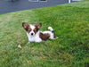 ICA Papillon For Sale Millersburg OH-Frankie
