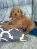 Cockapoo For Sale Sugarcreek oH Male-Kobe