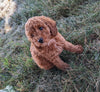 AKC Registered Mini Poodle For Sale Millersburg OH Male-Tate