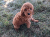 AKC Registered Mini Poodle For Sale Millersburg OH Male-Tate