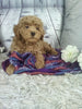 Cockapoo For Sale Sugarcreek OH Male-Eclipse