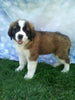 AKC Registered Saint Bernard For Sale Sugarcreek OH Male-Ruger