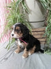 Mini F1B Bernedoodle For Sale Millersburg OH Female-Demi