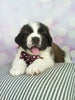 AKC Registered Saint Bernard For Sale Sugarcreek OH Female-Zoe