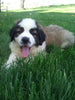 AKC Registered Saint Bernard For Sale Sugarcreek OH Male-Chief
