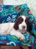 English Springer Spaniel For Sale North Lawrence OH Male-Balto