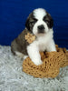 AKC Registered Saint Bernard For Sale Sugarcreek OH Male-Brutus