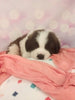 AKC Registered Saint Bernard For Sale Sugarcreek OH Female-Rita