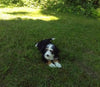 Mini Bernedoodle For Sale Millersburg OH Female-Peach