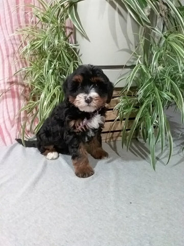 Mini F1B Bernedoodle For Sale Millersburg OH Female-Dawn