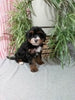 Mini F1B Bernedoodle For Sale Millersburg OH Female-Dawn