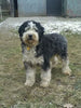 Mini Bernedoodle For Sale Sugarcreek OH Female-Sugar