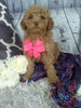 Cockapoo For Sale Sugarcreek OH Female-Lily