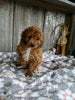 ACA Registered Mini Poodle For Sale Millersburg OH Female-Bella