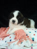 AKC Registered Saint Bernard For Sale Sugarcreek OH Female-Rita