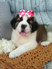 AKC Registered Saint Bernard For Sale Sugarcreek OH Female-Sophie