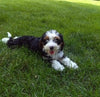 Mini Bernedoodle For Sale Millersburg OH Female-Paige