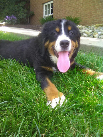 AKC Registered Bernese Mountain Dog For Sale Sugarcreek OH Female-Lola