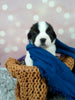 AKC Registered Saint Bernard For Sale Sugarcreek OH Male-Max