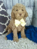 Cockapoo For Sale Sugarcreek oH Female-Hazel