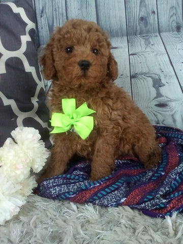 Cockapoo For Sale Sugarcreek OH Male-Rex
