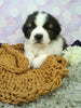 AKC Registered Saint Bernard For Sale Sugarcreek OH Female-Teresa