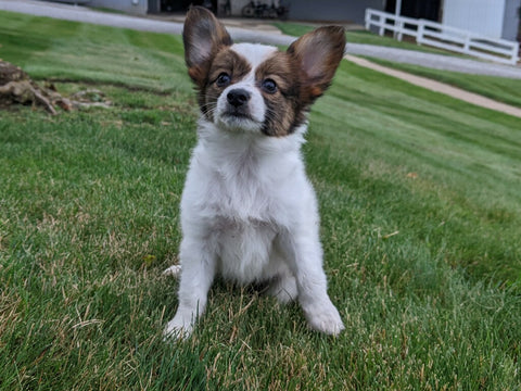 ICA Papillon For Sale Millersburg OH-Rosa