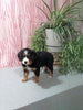 Mini F1B Bernedoodle For Sale Millersburg OH Female-Delilah