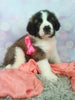AKC Registered Saint Bernard For Sale Sugarcreek OH Female-Tasha