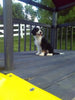 Mini Bernedoodle For Sale Sugarcreek Oh Male-Zach