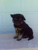 German Shepherd/ Siberian Husky For Sale Holmesville OH Male-Benji