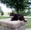 Pomsky For Sale Holmesville OH Female-Mindy