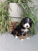 Mini F1B Bernedoodle For Sale Millersburg OH Male-Dawson