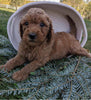 Mini Goldendoodle For Sale Fredericksburg OH Male-Pooh Bear