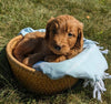 Mini Goldendoodle For Sale Fredericksburg OH Male-Charles