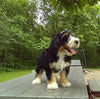 Mini Bernedoodle For Sale Millersburg OH Male-Paxton