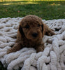 Mini Goldendoodle For Sale Fredericksburg OH Female-Winnie