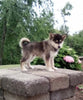 Pomsky For Sale Holmesville OH Male-Milo
