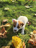 Jack Russell Terrier For Sale Fredericksburg OH Male-Bodie