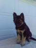 German Shepherd/ Siberian Husky For Sale Holmesville OH Female-Rhonda