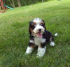 Mini Bernedoodle For Sale Millersburg OH Female-Paige