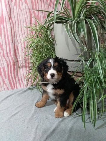 Mini F1B Bernedoodle For Sale Millersburg OH Female-Delilah