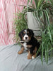 Mini F1B Bernedoodle For Sale Millersburg OH Female-Delilah