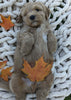 Mini Goldendoodle For Sale Fredericksburg OH Male-Teddy
